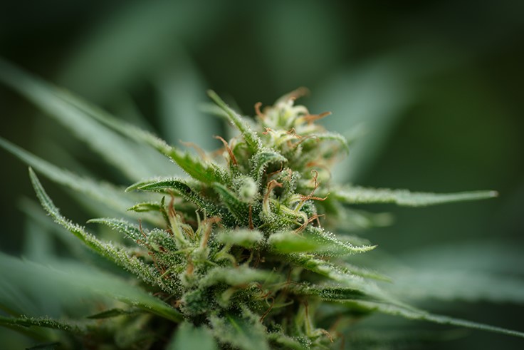 Recreational Marijuana Bill Clears New Mexico Senate Panel